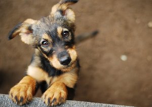 Owner or keeper of dog â€“ who is liable for the harm caused by animals?
