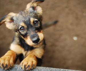 Owner or keeper of dog â€“ who is liable for the harm caused by animals?