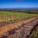 Ghost Corner Vineyards - Agulhas Wine Triangle