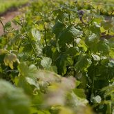 Trizanne Signature Wines - Agulhas Wine Triangle