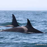 Dyer Island cruises orcas killer whales