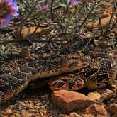 Puff Adders - Walker Bay Fynbos Conservancy - Xplorioâ„¢ Gansbaai