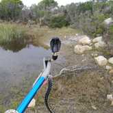 Rinkhals - Walker Bay Fynbos Conservancy - Xplorioâ„¢ Gansbaai