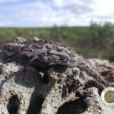 Very Rare and Endemic Southern Adder - Walker Bay Fynbos Conservancy - Xplorioâ„¢ Gansbaai