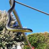 Adult Male Boomslang - Walker Bay Fynbos Conservancy - Xplorioâ„¢ Gansbaai