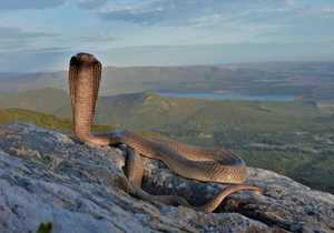 Cape Cobra and Puff Adders