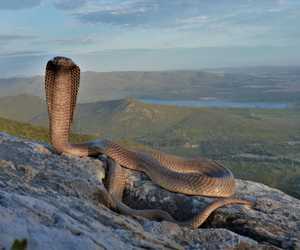 Cape Cobra and Puff Adders