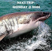 Breaking News!Â 3x Great White Sharks Spotted on Sunday