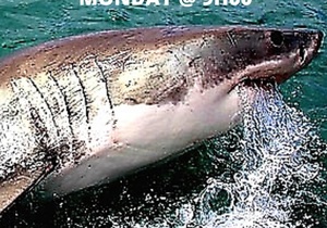 Breaking News!Â 3x Great White Sharks Spotted on Sunday