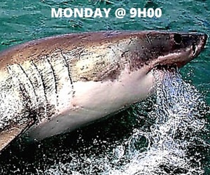 Breaking News!Â 3x Great White Sharks Spotted on Sunday