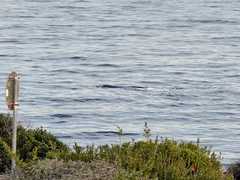 The first Southern Right Whale has arrived!