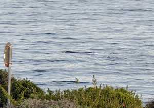 The first Southern Right Whale has arrived!