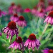 Echinacea