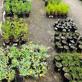 Fernkloof Indigenous NurseryPlants
