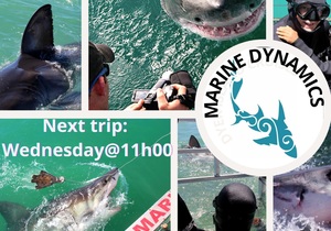 26 May 2021: Next Marine Dynamics Shark Cage Diving Tour