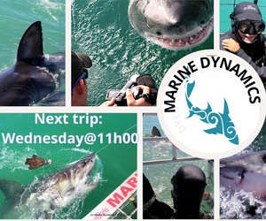 26 May 2021: Next Marine Dynamics Shark Cage Diving Tour