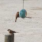 Birdfeeders - Lili & Co - Xplorioâ„¢ Kleinmond