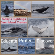 2 June 2021: Next Dyer Island Marine Big 5 Trip