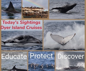 2 June 2021: Next Dyer Island Marine Big 5 Trip