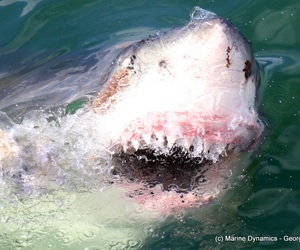 Daily Blog: 01 June 2021 | Shark Cage Diving in South Africa