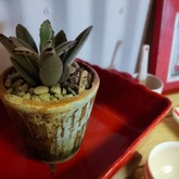 Plant - Lili & Co - Xplorioâ„¢ Kleinmond