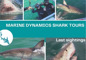 15 June 2021: Next Marine Dynamics Shark Cage Diving Tour