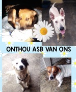 Dogs Available for Adoption