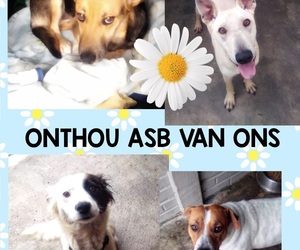 Dogs Available for Adoption