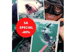 16 June 2021: Next Marine Dynamics Shark Cage Diving Tour