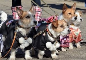 Whale Dog Treats - Gansbaai Daily News