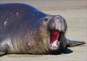 Seals Infected with Swine Flu - Gansbaai Daily News