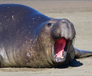 Seals Infected with Swine Flu - Gansbaai Daily News