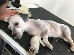 SUSSIE, A STORY OF NEGLECT WITH A HAPPY END