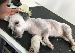 SUSSIE, A STORY OF NEGLECT WITH A HAPPY END