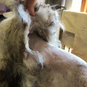 WhatsApp_Image_2021_06_23_at_11.36.57_1624441165