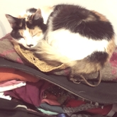 Pet sitter  - Astro dream time in De Kelders - Grace House and Pet Sitting - Xplorioâ„¢ Gansbaai