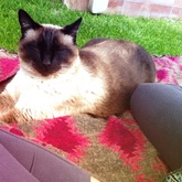 Pet Sitter - Kattie enjoying winter sun in Franskraal - Grace House and Pet Sitting - Xplorioâ„¢ Gansbaai