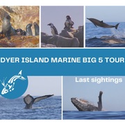 Next Dyer Island Marine Big 5 Tour: Monday, 5 July 2021