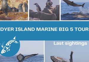 Next Dyer Island Marine Big 5 Tour: Monday, 5 July 2021