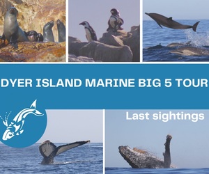 Next Dyer Island Marine Big 5 Tour: Monday, 5 July 2021