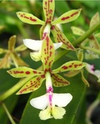 Epidendrum Stamfordianum