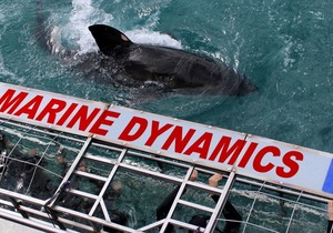 Next Marine Dynamics Shark Cage Diving Trip:Â 6 July 2021