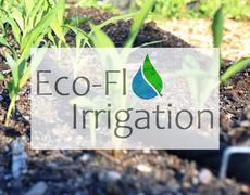 Top 7 Vegetables to Grow Over Winter 