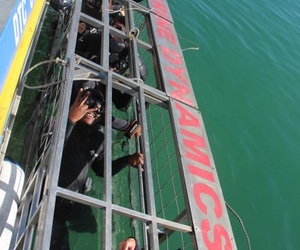 Daily Blog: 06 July 2021 | Shark Cage Diving in South Africa