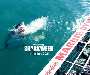 Shark Week: 11 - 18 July 2021