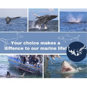 Next Dyer Island Marine Big 5 Tour: Wednesday, 14 July 2021