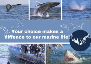 Next Marine Dynamics Shark Cage Diving Trip: 14 July 2021