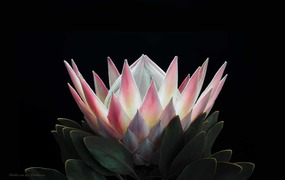 Online Auction in Aid of BARC in Gansbaai