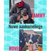 Tammy (Mom) and Rover (Son) Ready For Adoption