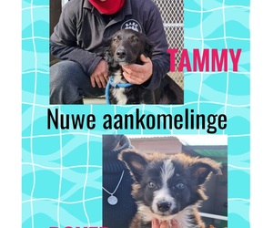 Tammy (Mom) and Rover (Son) Ready For Adoption